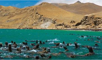 Viaje a Paracas con Edward Tours